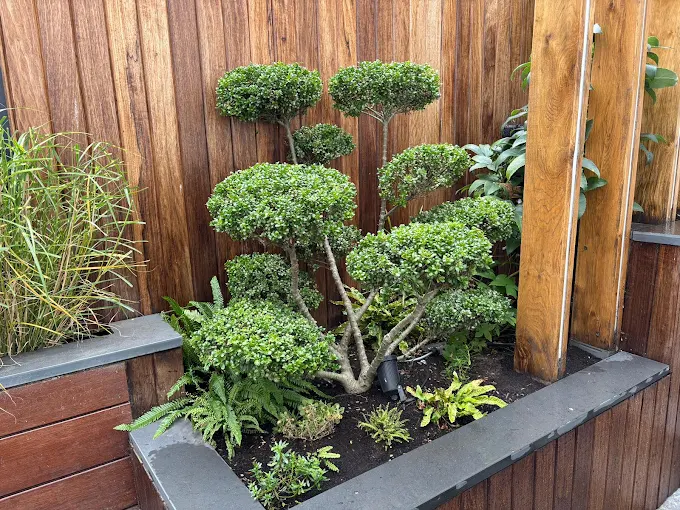 Landscaping project showing garden improvement