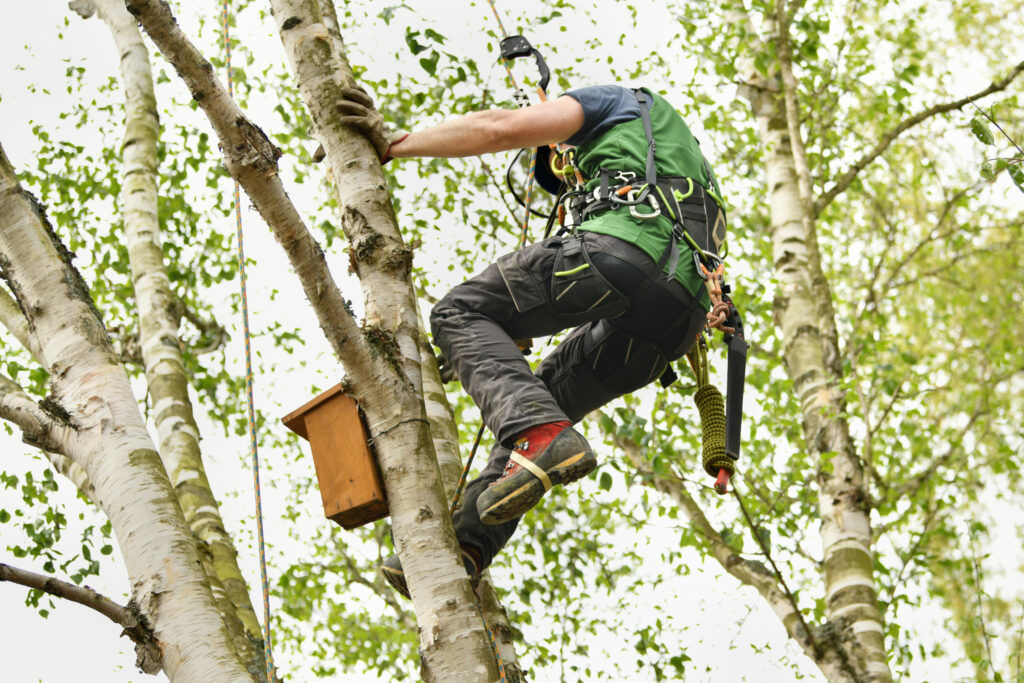 Tree surgeon climbing tree to trim branches