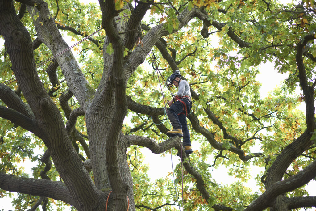 Young male trainee tree surgeon standing on tree branch