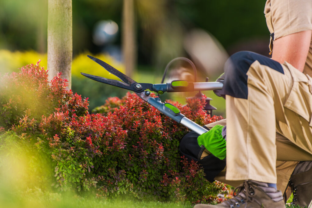 Caucasian Professional Gardener with Large Garden Scissors Trimming Plants and Trees in a Garden During Fall Season. Gardening Theme.