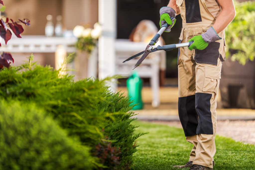 A gardener uses shears to carefully shape green hedges in a residential yard, showcasing gardening skills and outdoor maintenance. Sunlight highlights the vibrant plants.